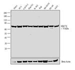 HSC70 Antibody in Western Blot (WB)