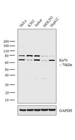 Ku70 Antibody in Western Blot (WB)