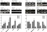 JHDM1D Antibody in Western Blot (WB)