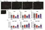 IL-4 Antibody in Immunohistochemistry (IHC)