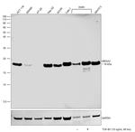 HMGA2 Antibody