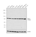 AXIN2 Antibody in Western Blot (WB)