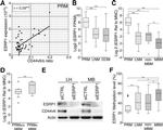 ESRP1 Antibody