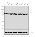 Calreticulin Antibody in Western Blot (WB)