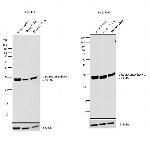 Carbonic Anhydrase II Antibody