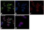 CSF1R Antibody in Immunocytochemistry (ICC/IF)