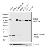 CSF1R Antibody in Western Blot (WB)