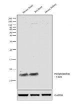 Phospholamban Antibody in Western Blot (WB)