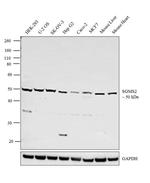 SGMS2 Antibody in Western Blot (WB)