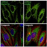 ATP5A1 Antibody