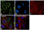 ATP5A1 Antibody in Immunocytochemistry (ICC/IF)