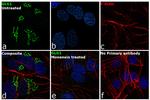 GLG1 Antibody in Immunocytochemistry (ICC/IF)