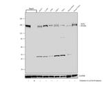 GLG1 Antibody in Western Blot (WB)