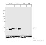 APOE Antibody in Western Blot (WB)