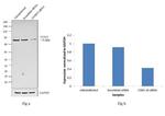 FOXO3A Antibody