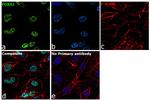 FOXA1 Antibody in Immunocytochemistry (ICC/IF)