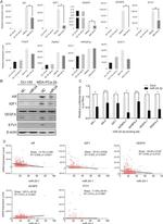 IGF1 Antibody in Western Blot (WB)