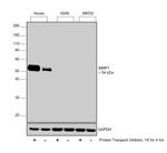 MMP1 Antibody in Western Blot (WB)