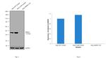 NDRG1 Antibody