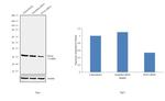 PCNA Antibody