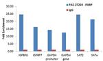 PARP1 Antibody in ChIP Assay (ChIP)