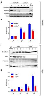 Vimentin Antibody in Western Blot (WB)