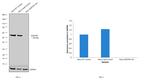 SQSTM1 Antibody