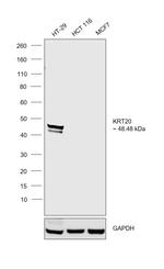 Cytokeratin 20 Antibody in Western Blot (WB)