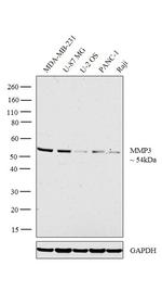 MMP3 Antibody in Western Blot (WB)