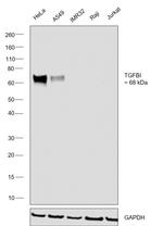 TGFBI Antibody in Western Blot (WB)