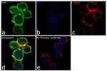 Syk Antibody in Immunocytochemistry (ICC/IF)