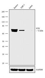 Syk Antibody