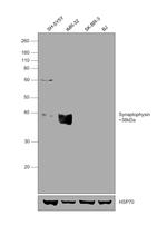 Synaptophysin Antibody in Western Blot (WB)