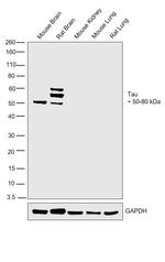 Tau Antibody in Western Blot (WB)