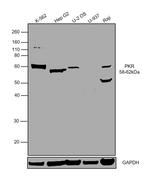 PKLR Antibody