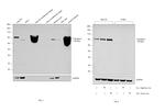 Transferrin Antibody in Western Blot (WB)