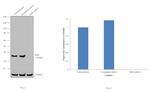 SMN1 Antibody in Western Blot (WB)