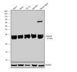 14-3-3 zeta Antibody in Western Blot (WB)