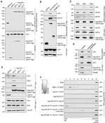 HSC70 Antibody in Western Blot (WB)