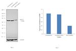 HSC70 Antibody in Western Blot (WB)