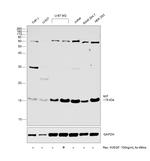 MIF Antibody in Western Blot (WB)