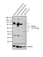 MEF2A Antibody in Western Blot (WB)