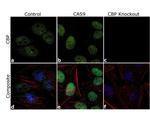 CBP Antibody