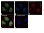 CBP Antibody in Immunocytochemistry (ICC/IF)