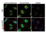 CBP Antibody in Immunocytochemistry (ICC/IF)