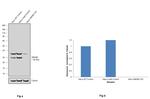 HMGB1 Antibody