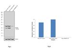 HMGB1 Antibody in Western Blot (WB)