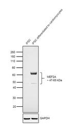 MEF2A Antibody