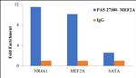 MEF2A Antibody in ChIP Assay (ChIP)