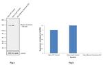 Blooms Syndrome Antibody in Western Blot (WB)